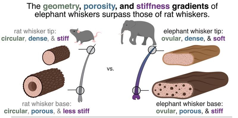 研究發現，大象鬍鬚的橫截面呈橢圓形，類似草葉；不同於老鼠與鼠類的鬍鬚橫截面為圓形，幾乎完全實心。（圖／翻攝自《科學》官網）
