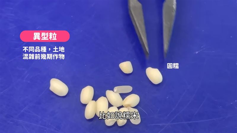 米穀鑑定師需要分辨米的品質。（圖／翻攝自YouTube）