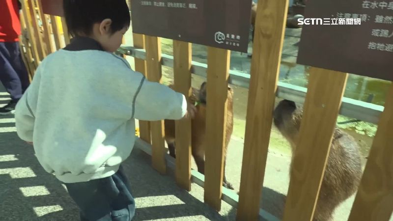 可愛水豚與小朋友互動