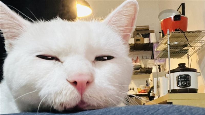 網紅貓「白吉」出生於2007年的上海，已是18歲的高齡貓；未料，卻在春節前夕高齡過世。（圖／翻攝自我是白吉臉書）