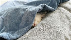 我是白吉,台灣,上海,飼主,高齡,粉絲,飼主,網紅貓,臉書,粉專。（圖／翻攝自我是白吉臉書）