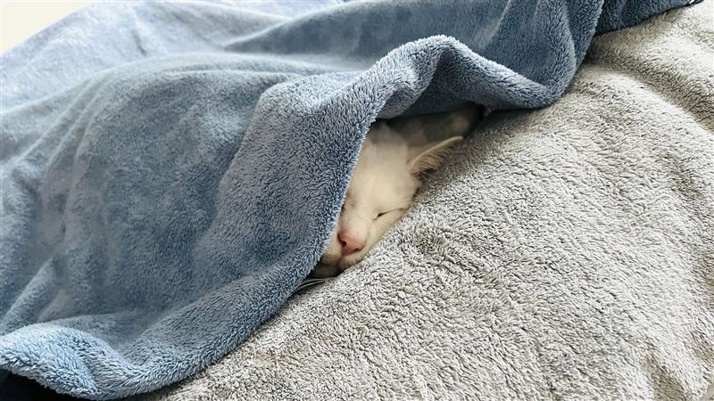 擁19萬粉「白吉」過世!她發道別文惹鼻酸