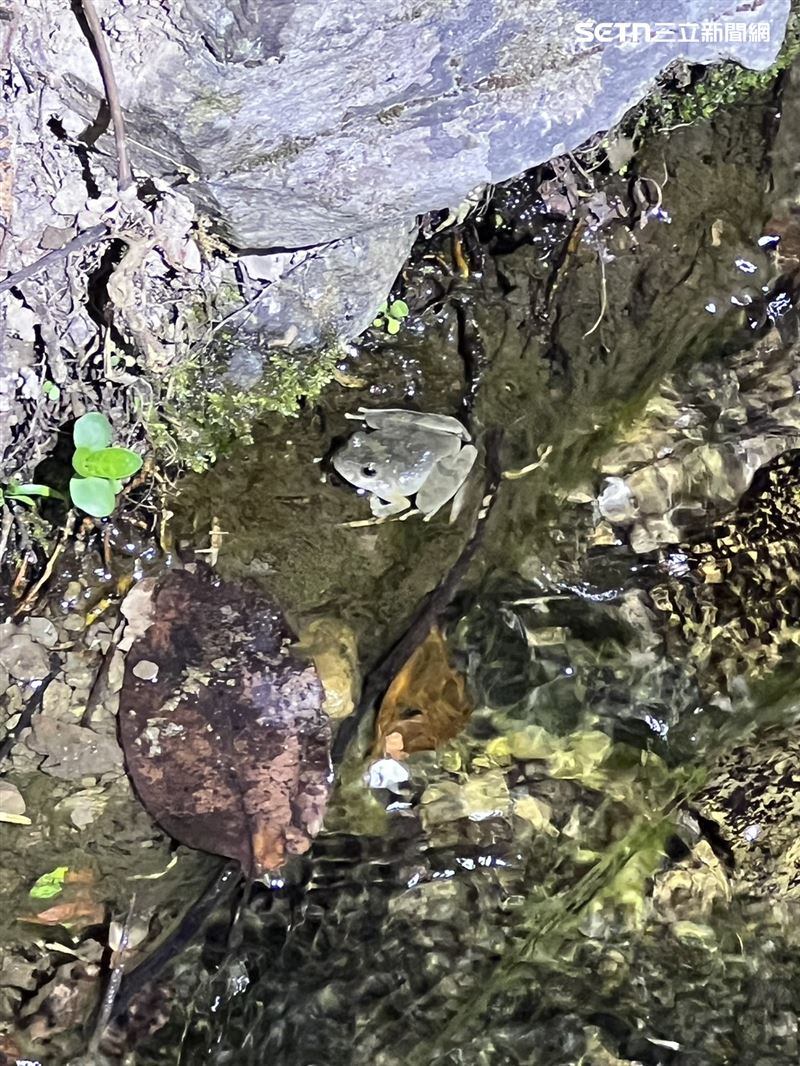 晚間入住民宿的夜間導覽，讓人更貼近大自然，親眼見到溝邊日本樹蛙。（圖／記者林昱孜攝影）