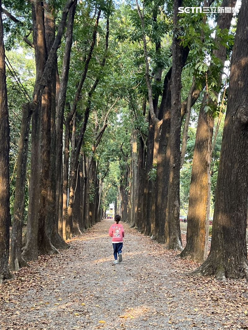 新威森林公園中，桃花心木大道為最佳網美照拍攝地點。（圖／記者林昱孜攝影）