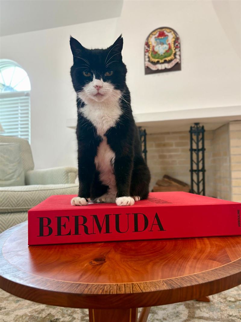 帕默斯頓過世讓網友十分不捨，連昔日傳出與牠「不合」的捕鼠官拉里也罕見留言：「再見了，老朋友X。」（圖／翻攝自X平台 @DiploMog）