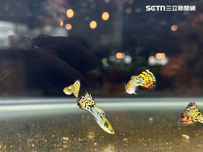 報名比賽組數高達800組，創下歷屆新高。（圖／翻攝畫面）