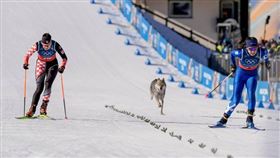 哈士奇誤闖冬奧越野滑雪賽道，場邊觀眾驚呼連連。（圖／翻攝自X平台 @BenSteiner00）