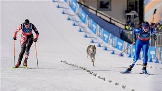 哈士奇誤闖冬奧越野滑雪賽道　觀眾驚呼