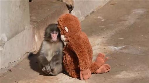 萌猴死守猩猩玩偶！坎坷身世引全網淚崩