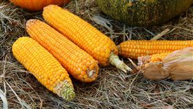 馬鈴薯，玉米，五穀根莖類，蔬菜（圖／翻攝自Pixabay）