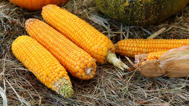 很多人吃錯!「這款玉米」不甜卻害血糖飆