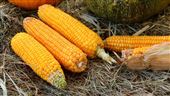 很多人吃錯！「這款玉米」不甜卻害血糖飆