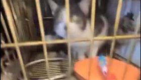 一名國中生於2月18日晚間，將沖天炮放入關有貓咪的鐵籠內引爆，並拍攝虐待過程上傳社群。（圖／翻攝自Threads @l27s1y）