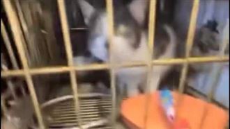 國中生丟沖天炮炸貓！嬉笑畫面曝惹眾怒