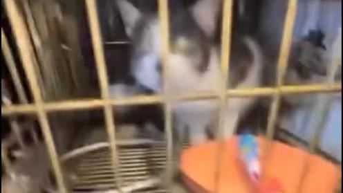 國中生丟沖天炮炸貓！嬉笑畫面曝惹眾怒