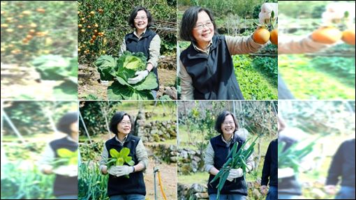 蔡英文初三PO拔菜照　網揪一亮點喊：讚啦