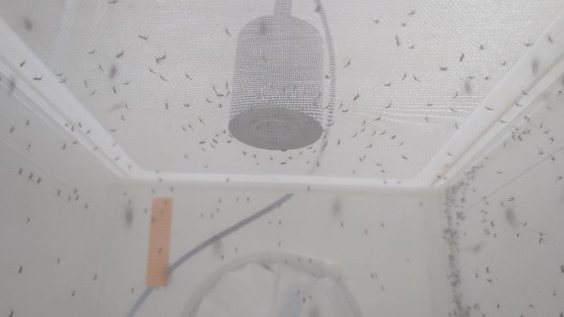 衛福部疾管署「病媒實驗室」隨時養著上萬隻病媒蚊，這群小住客在網箱中受到定溫定濕的精細照護，為防疫提供科學依據