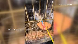體育生幫嬤出氣沖天炮「炸貓」裁罰出爐