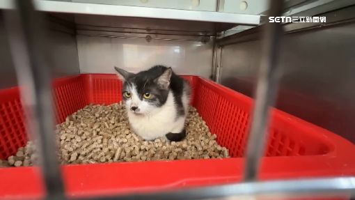 少年幫阿嬤出氣沖天炮炸貓　校方說話了