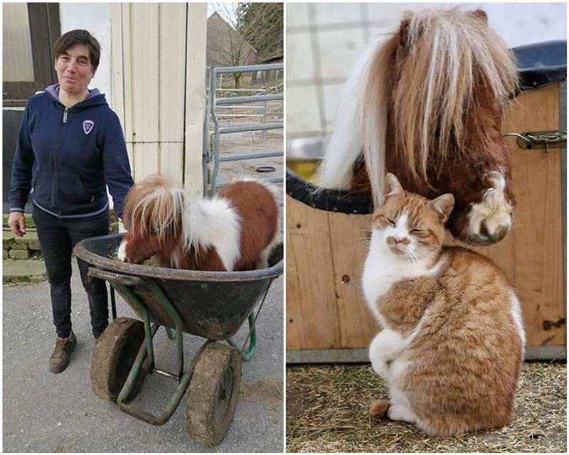 女主人為噗姆可準備專屬座車，農場貓咪跟牠是好朋友。（圖／翻攝金氏世界紀錄官網）