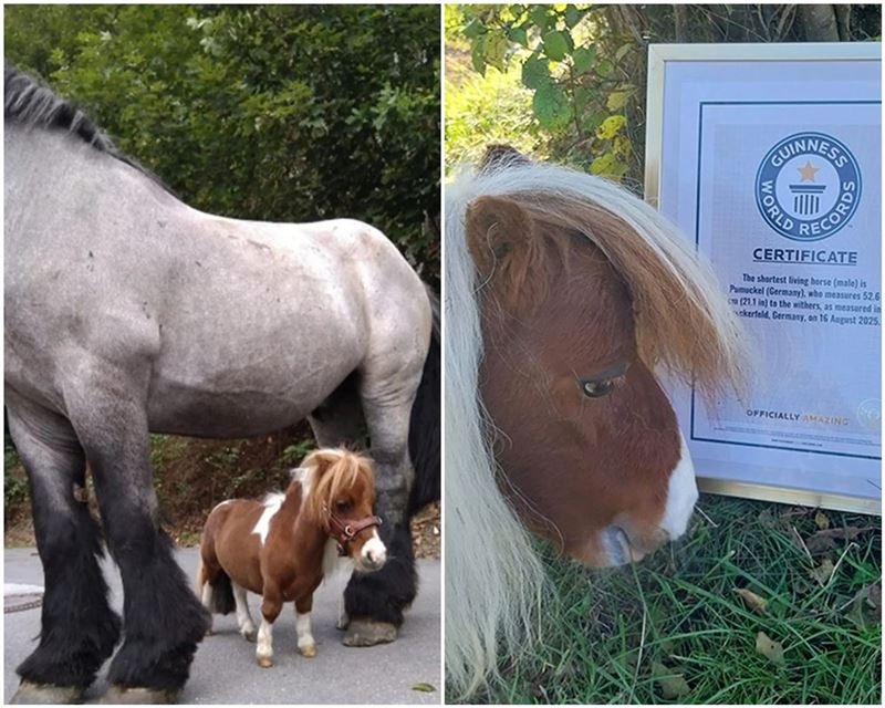 噗姆可身材嬌小，氣勢卻完全不輸大型馬。（圖／翻攝金氏世界紀錄官網）