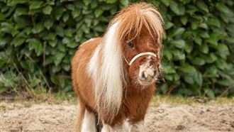 德國迷你馬僅52cm　刷新紀錄成地表最萌馬