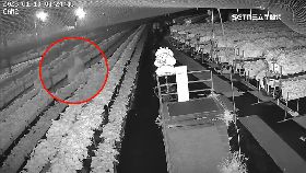 v竊草莓有毒1130