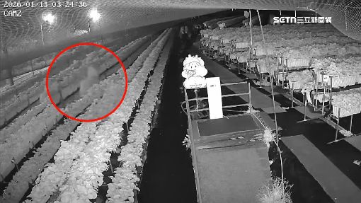 關西草莓園遭竊！園方憂賊吃下「毒草莓」