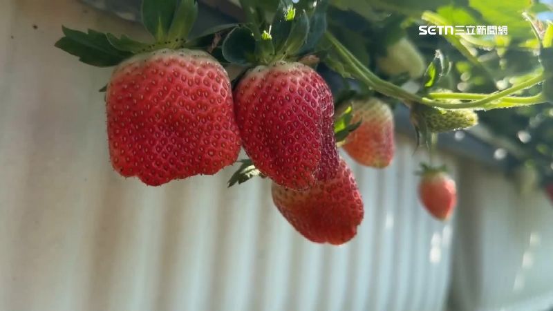 遭竊草莓的品種是香水草莓