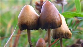 迷幻藥試驗之所以難以進行，部分原因在於難以找到合適的安慰劑。（圖／翻攝自維基百科）