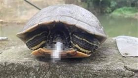 桃園,烏龜,香菸,桃園市動保處,國中生,動保法。（圖／翻攝畫面）