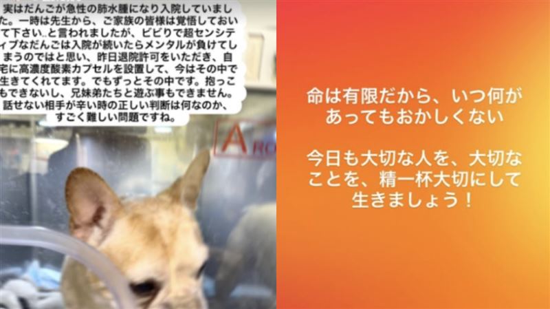 濱崎步愛犬急性肺水腫緊急住院。（圖／翻攝自IG）