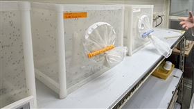 衛福部疾管署「病媒實驗室」隨時養著上萬隻病媒蚊。（圖／記者簡浩正攝影）