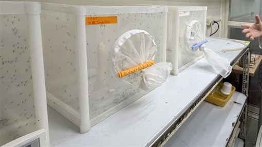 直擊疾管署病媒室　養萬隻蚊、藏15萬標本