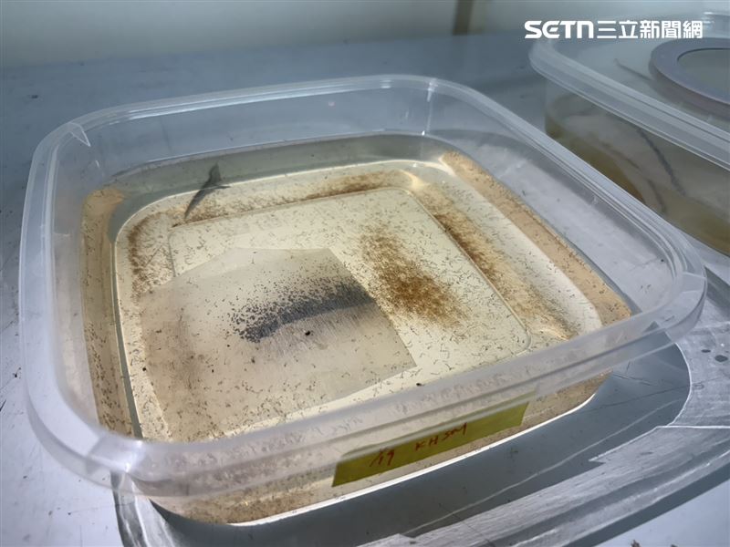 幼蟲每脫一次皮就進入下一齡期，溫度越高發育越快。（圖／記者簡浩正攝影）