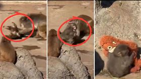 Panchi君成猴拖著轉後，逃到角落去抱紅毛猩猩玩偶。（圖／翻攝自X平台 @heavensbvnny）