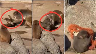 雲端爸媽別激動！Panchi被欺負是成長過程