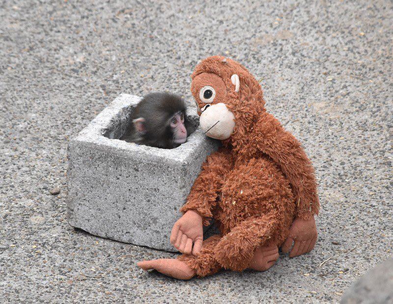 Panchi君出生就被媽媽遺棄，紅毛猩猩玩偶成了牠的夥伴。（圖／翻攝自X平台 @heavensbvnny）