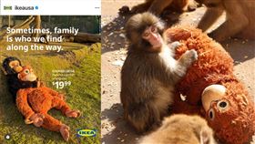 日本小獼猴Punch抱著IKEA紅毛猩猩玩偶，融入猴群不斷受挫的畫面，讓網友心疼，意外讓Punch爆紅，也帶動玩偶銷售，IKEA美國分公司甚至搭熱潮推出行銷廣告。（圖／翻攝自IG@ikeausa）