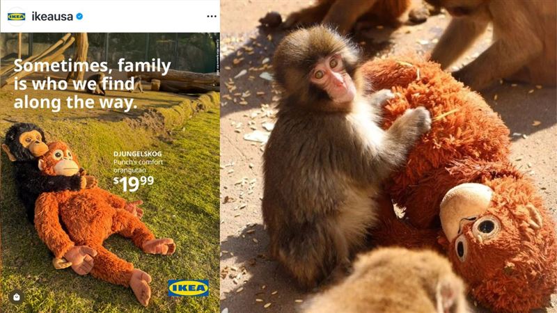 日孤兒猴融化全網 IKEA猩猩玩偶全球斷貨