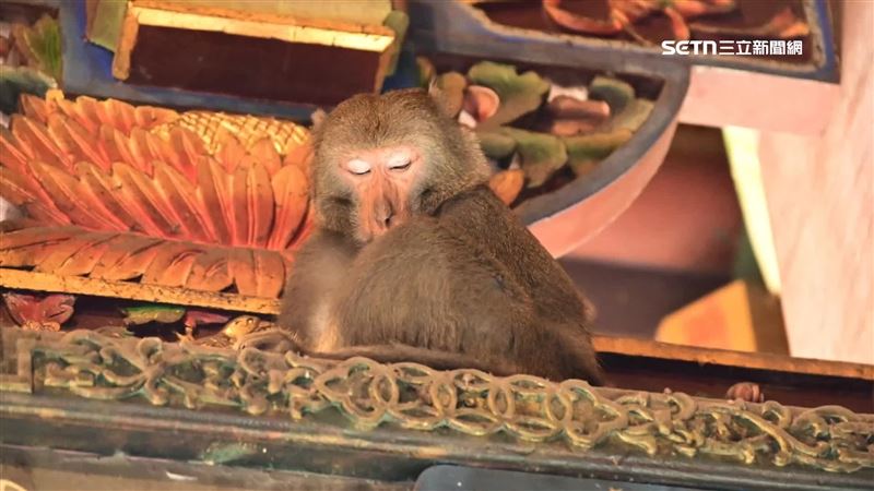 受天宮除了來跟帝爺公拜拜，還有人是來看這位大明星