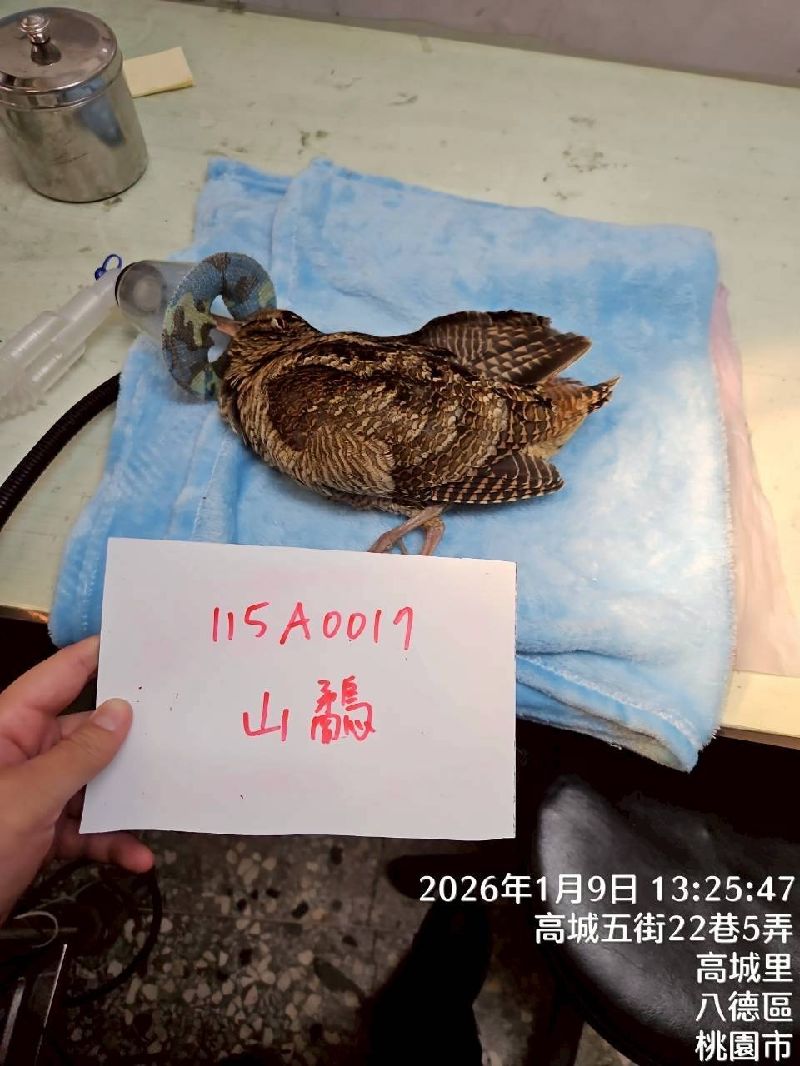 桃園市野鳥學會成立非營利野生動物診所，處理不只鳥類的野生動物救傷，圖為因翅膀受傷無法飛行、獲救的山鷸，經診所醫師診療照護，目前已康復。（圖／中央社）