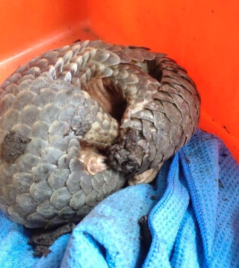 桃園市野鳥學會成立非營利野生動物診所，每年協助2000餘件不只鳥類的野生動物救傷，圖為遭狗咬傷的穿山甲。（圖／中央社）