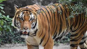 老虎天性不親近人類，因此容易錯失黃金治療期，圖片非當事虎。（示意圖／PIXABAY）