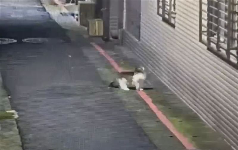小貓咪想尋「原路」回家卻回不去，在大街上遊蕩，最後終於人貓團圓。（圖／翻攝畫面）