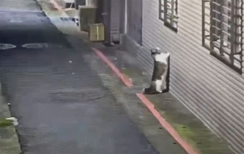監視器畫面看來小貓咪想尋「原路」回家卻回不去。（圖／翻攝畫面）