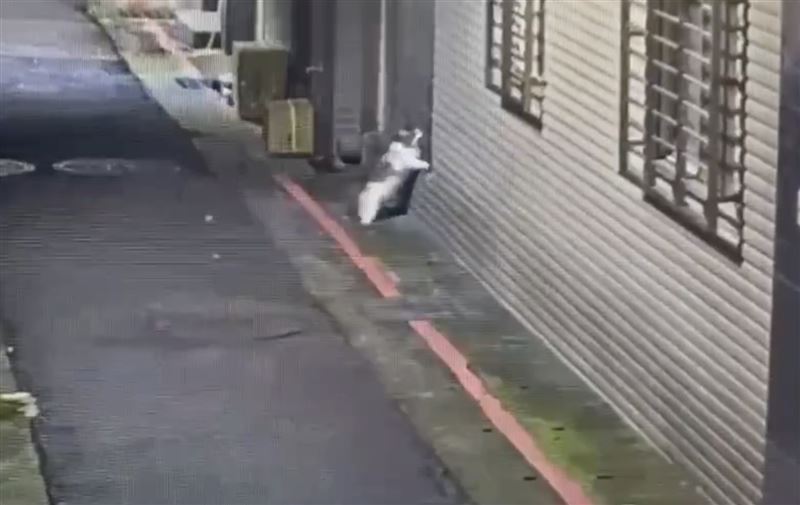 監視器畫面看來小貓咪想尋「原路」回家卻回不去。（圖／翻攝畫面）