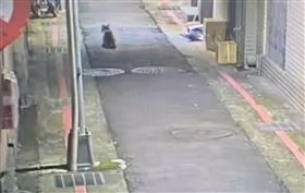 台北市中正區一飼主著急報案，家裏的小貓咪半夜離家出走。監視器畫面看來小貓咪想尋「原路」回家卻回不去，在大街上遊蕩，最後終於人貓團圓。（圖／翻攝畫面）
