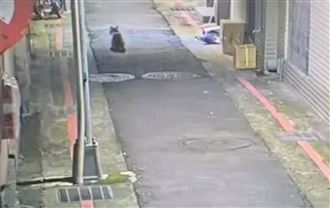小貓咪半夜跳窗翹家！「原路」回不去