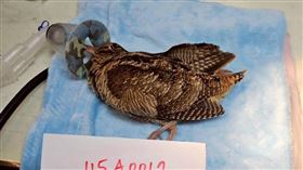 桃園鳥會成立野生動物診所桃園市野鳥學會成立非營利野生動物診所，處理不只鳥類的野生動物救傷，圖為因翅膀受傷無法飛行、獲救的山鷸，經診所醫師診療照護，目前已康復。（桃園市野鳥學會附設非營利野生動物診所提供）中央社記者葉臻傳真　115年2月22日